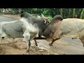 Angry Bulls | Fighting in Indian Roads Compilation