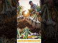 Did you know garlic grows underground? 🧄🌱#garlic #farming #seedtofruit#timelapse #shorts#agriculture