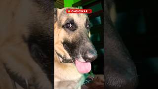 😨 OMG OSKAR🐕‍🦺 #shorts #ytshorts #pets #adoreble #animallovers #petcare