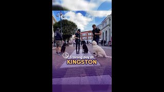 👑 Kingston Training Day 🐾 by Royvon Dog Training and Hotels 54 views 5 months ago 1 minute, 10 seconds