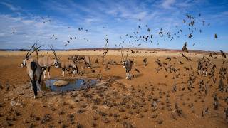 Episode 6 - 24 Hours at the Waterhole in 2 Minutes | NamibiaCam Timelapse