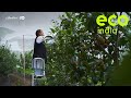 Eco India: Small apple growers are reaping profits by becoming owners of a sustainable value chain