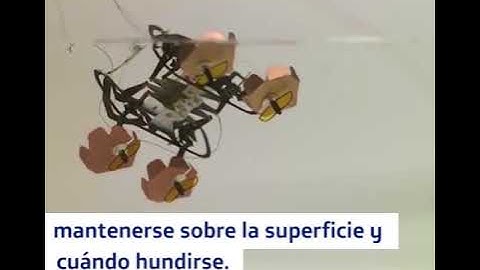 La cucaracha robótica podría darse un buen chapuzón