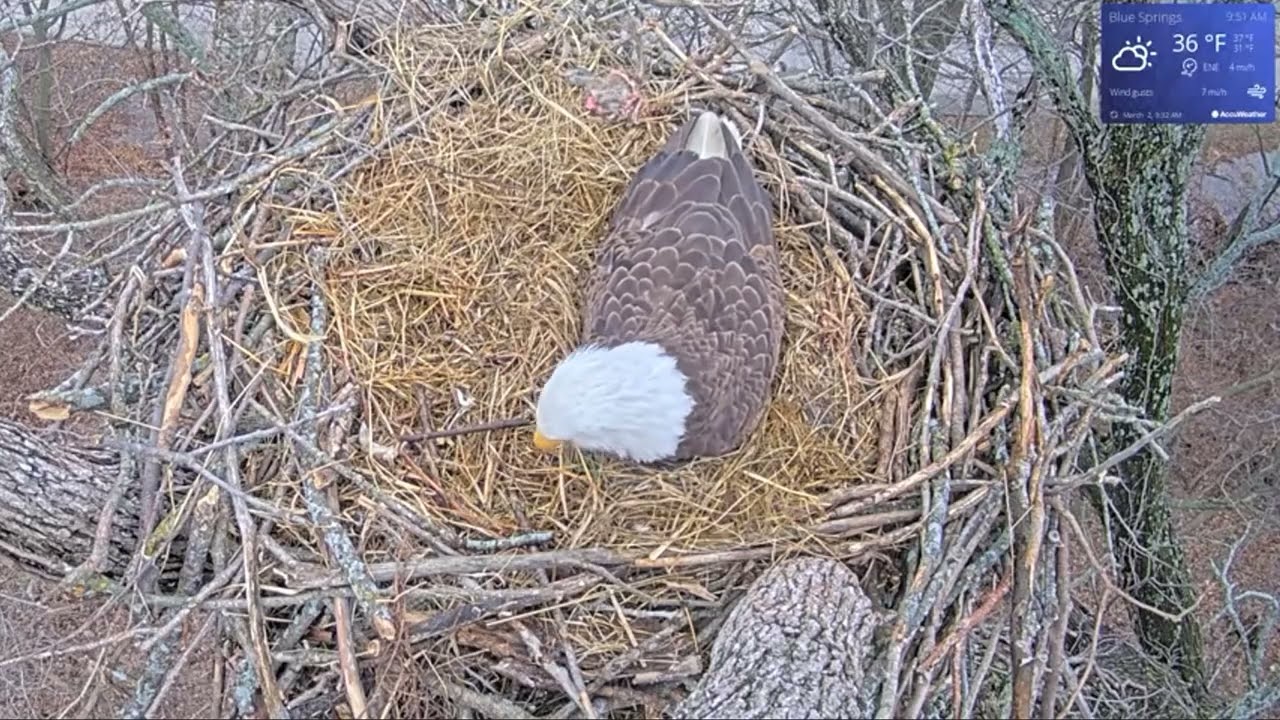 Bald Eagle - Blue Springs Eagle Cam 02.03.2026 09:47