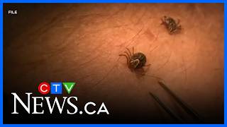 Blacklegged Ticks Surge Northward Warn Veterinarians Health S