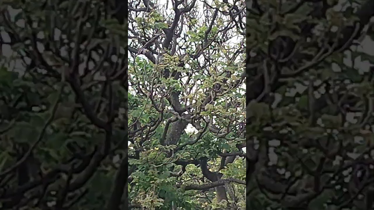 My Exptl Lrng: Save🌲s Legendary Habitats. 🌍🌷 🌲. Conservation of Biodiversity. Biological Hot Spots..