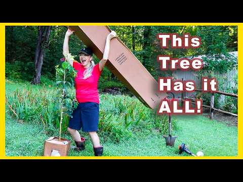 Why I'm Planting SASSAFRAS Tree (not bare root!)