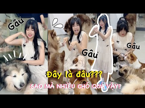 Quán cafe ôm chó, những nàng chó chân dài nhiều lông | Dễ Thương Muốn Xĩu