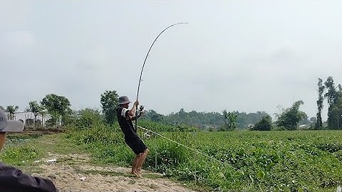 Câu cá tra sông tự nhiên hầm hoang bãi huyền thoại ục khinh khủng lên hugo ...