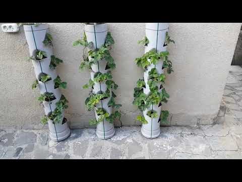 მარწყვის ვერტიკალური კვალი