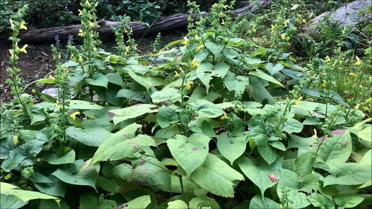 Salvia Koyamae