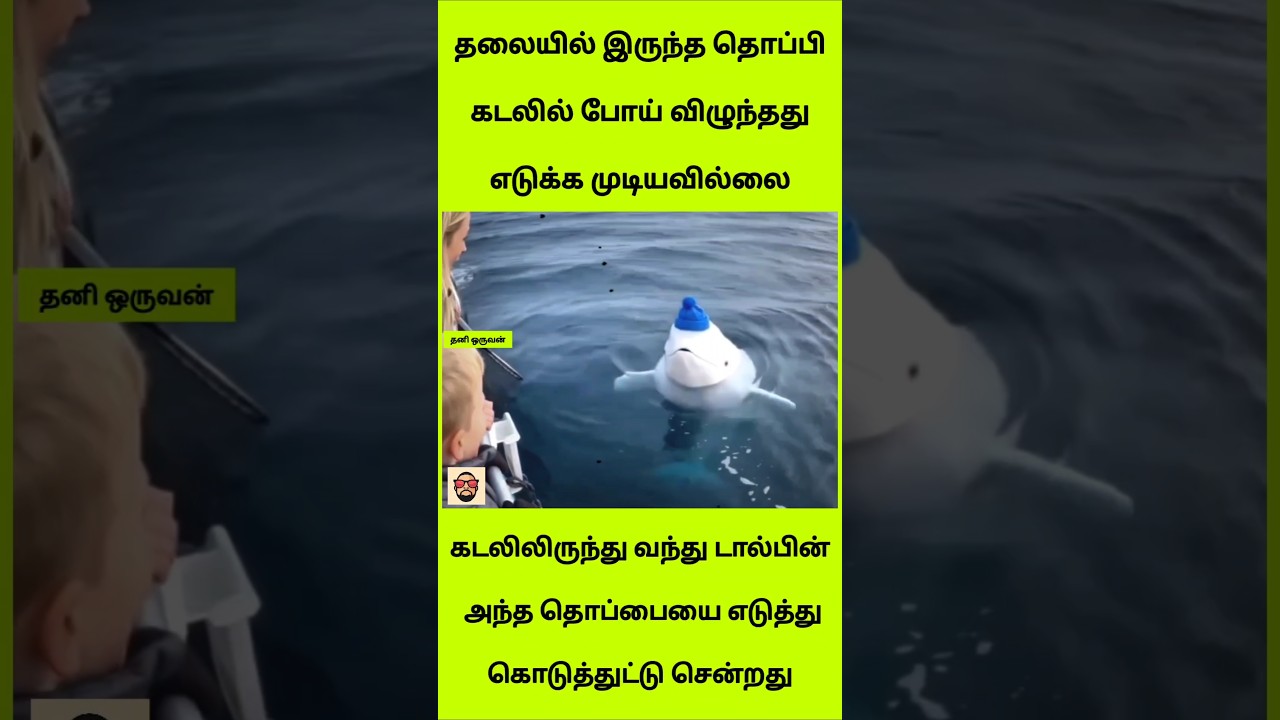 கடலில் விழுந்த தொப்பியை மீட்டுக் கொடுத்த டால்பின்! 😲 இத பாருங்க!