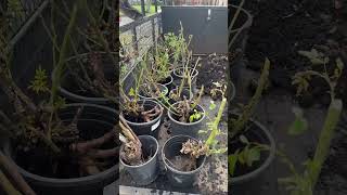 I Have A Lot Of Roses Here: Maybe I Will Share Them