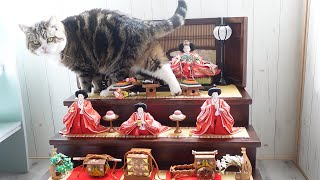 お雛様とねこ2023。-Hina Dolls and Cats 2023.-