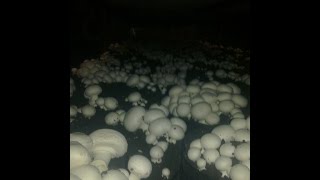 Как повысить урожайность грибов.
