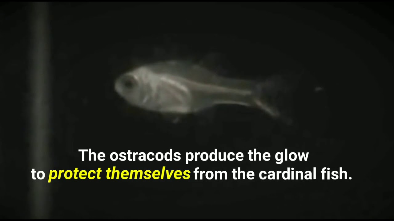 Cardinal fish spitting light as a defence 