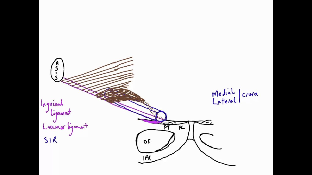 a. Inguinal Anatomy Superficial Layer. The external oblique muscle and... |  Download Scientific Diagram