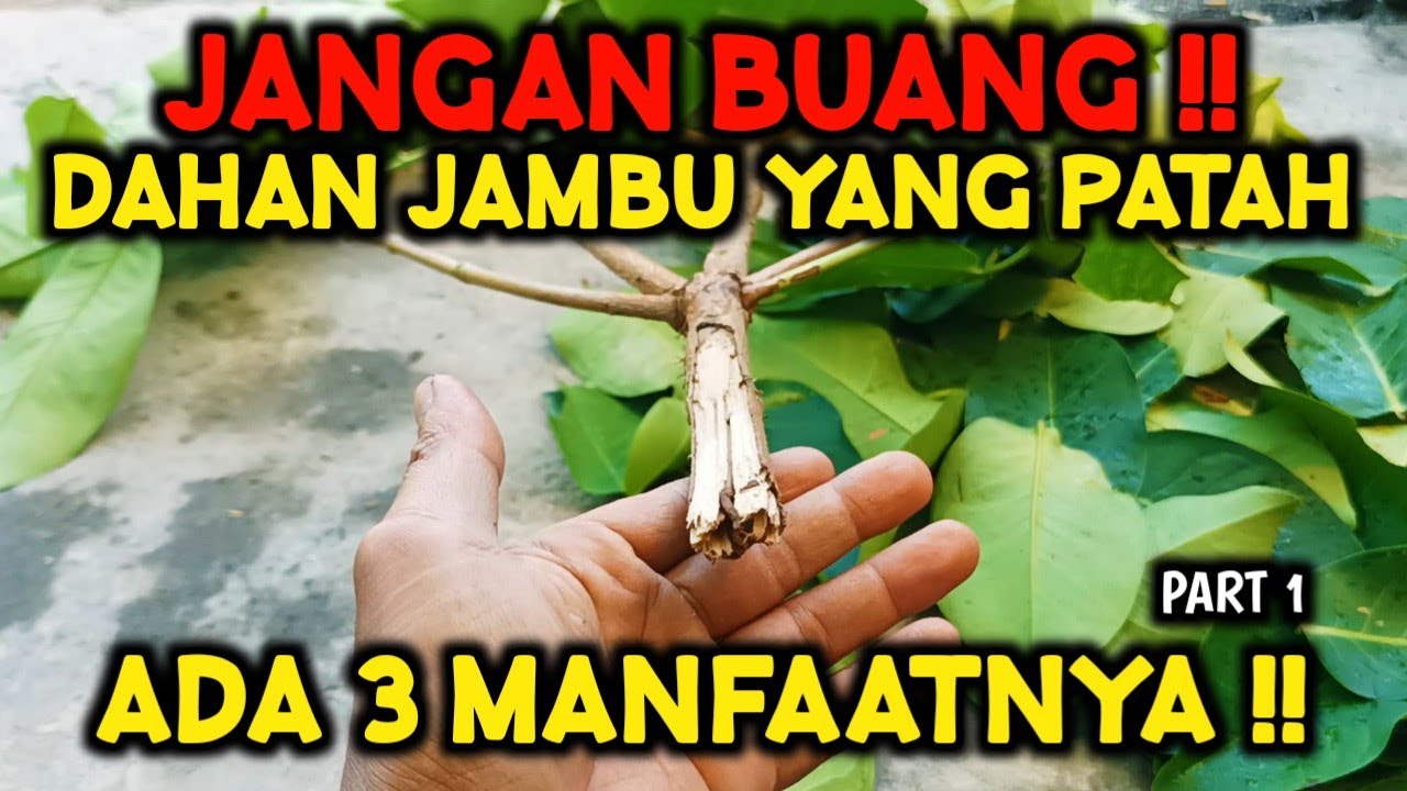 JANGAN DIBUANG ‼️ COBA 3 CARA INI PADA DAHAN JAMBU YANG PATAH - PART 1