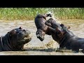 Бегемоты "Троллят" Всю Африку — Вот Почему Даже Носороги не Рискуют с Ним Связываться!