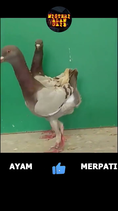 🎯Ayam & Merpati Kawin Silang?! Hasilnya Jadi Hewan Unik yang Mengejutkan! #lucu #videolucu #misteri