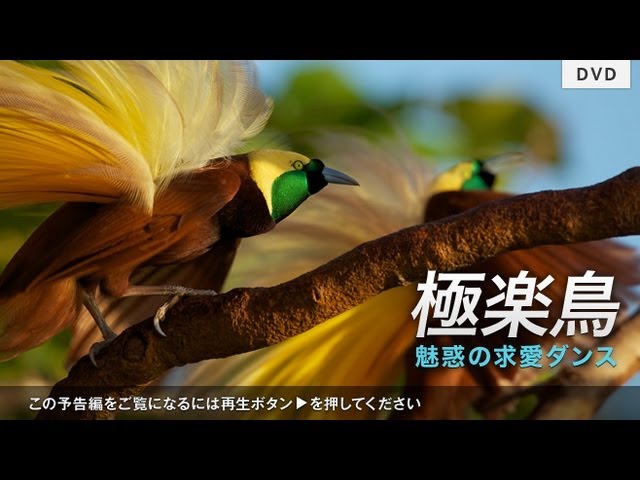 ナショジオdvd 極楽鳥 魅惑の求愛ダンス Youtube
