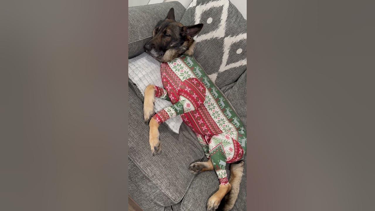 why-does-dogs-like-to-sleep-on-couches-youtube