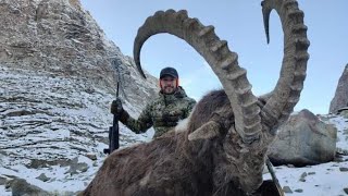 Ibex Jumps  || Hussain Gojal Hunza  #ibex #hunting #wildlife #trophyhunter #gilgitbaltistan #viral