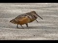 American Woodcocks bouncing