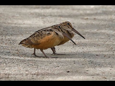 Woodcock Courtship Flight