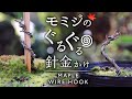 モミジのぐるぐる針金かけ【Bonsai diary 盆栽日記 12/25】初心者の簡単盆栽の作り方 やり方 冬 もみじ Maple 針金掛け EOS R5撮影