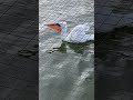 Pelican eats fish