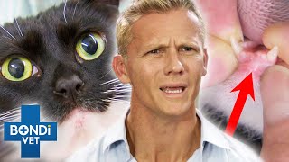 Cat's Mystery Broken Jaw Is Split In Half! 😱 How Did She Do It? 😭| Bondi Vet Clips | Bondi Vet