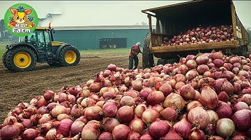 Modern Onion Farming Technology- How to Process TONS of Onions in Factory