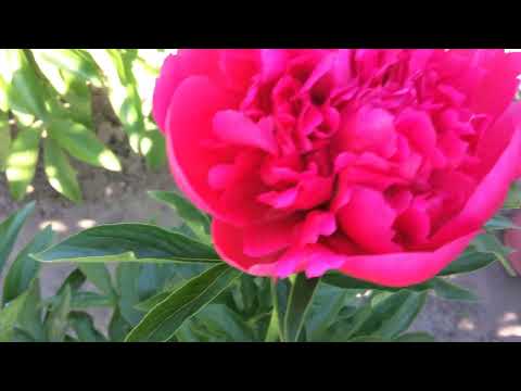 Peony 'TOPEKA CORAL'
