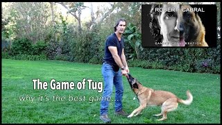 The Game of Tug  Robert Cabral Dog Training #11