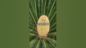 Characteristics of Gymnosperm | Sequoia | Pinus | Cycus | Naked seed|Plant Kingdom| Sunken | Stomata