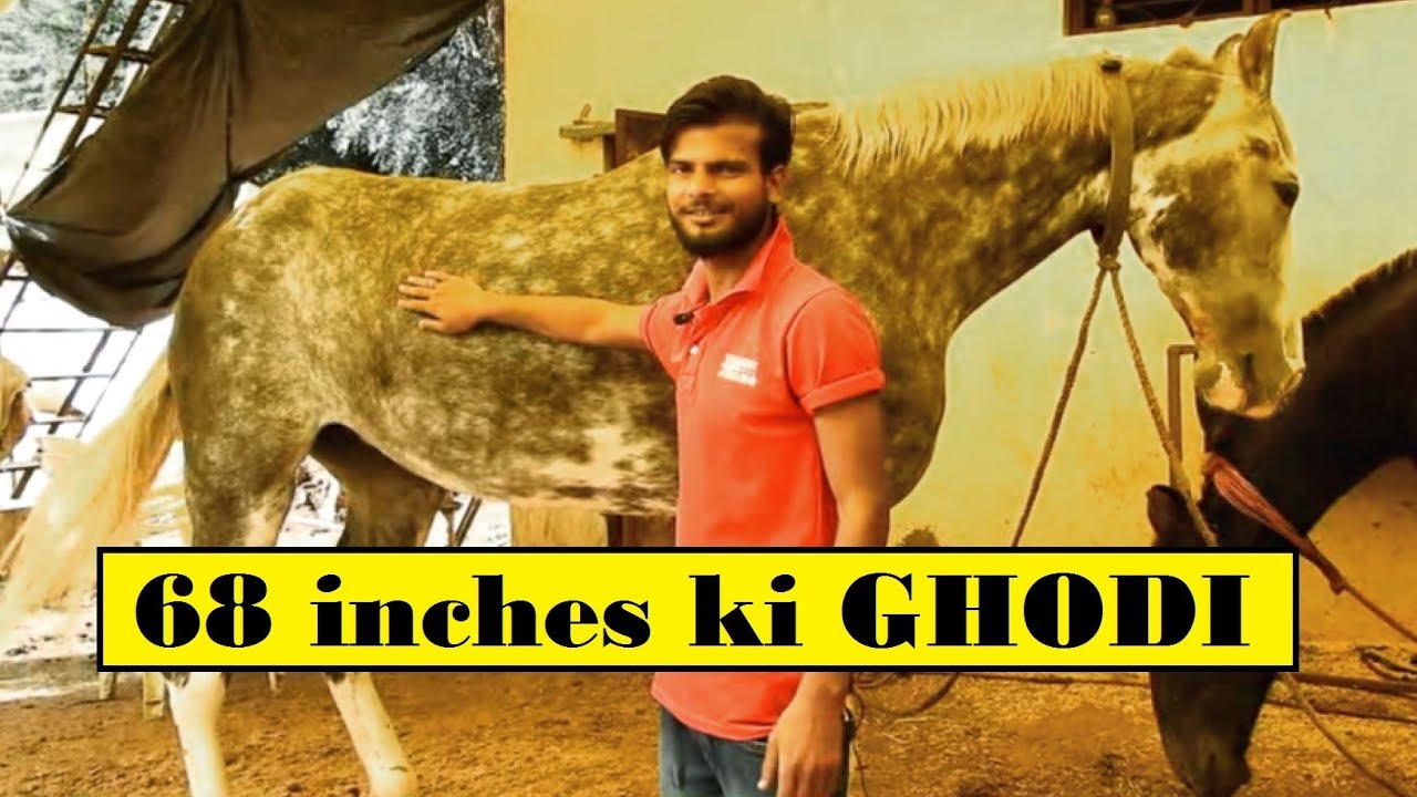 AKLUJ मै आयी 68 inches की MARWARI घोड़ी || Maharashtra