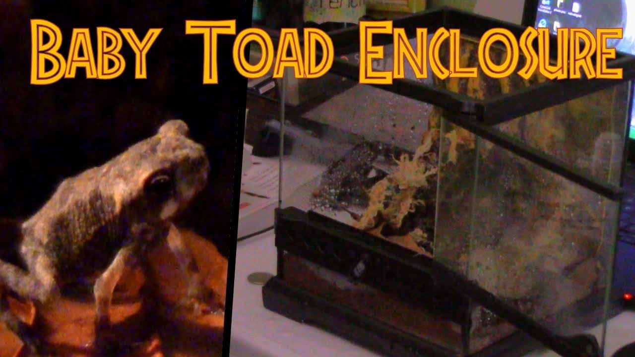 Building an Enclosure for a Rescued Baby Toad - YouTube