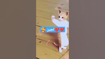 لجين لجين لجين Shortvideo Shorts Foryou Cute Cat Funny بنات 