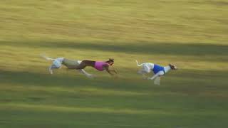 Lure Coursing SSRRC BIF1 Saturday