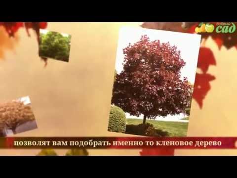 Посадка клена - как правильно посадить клён