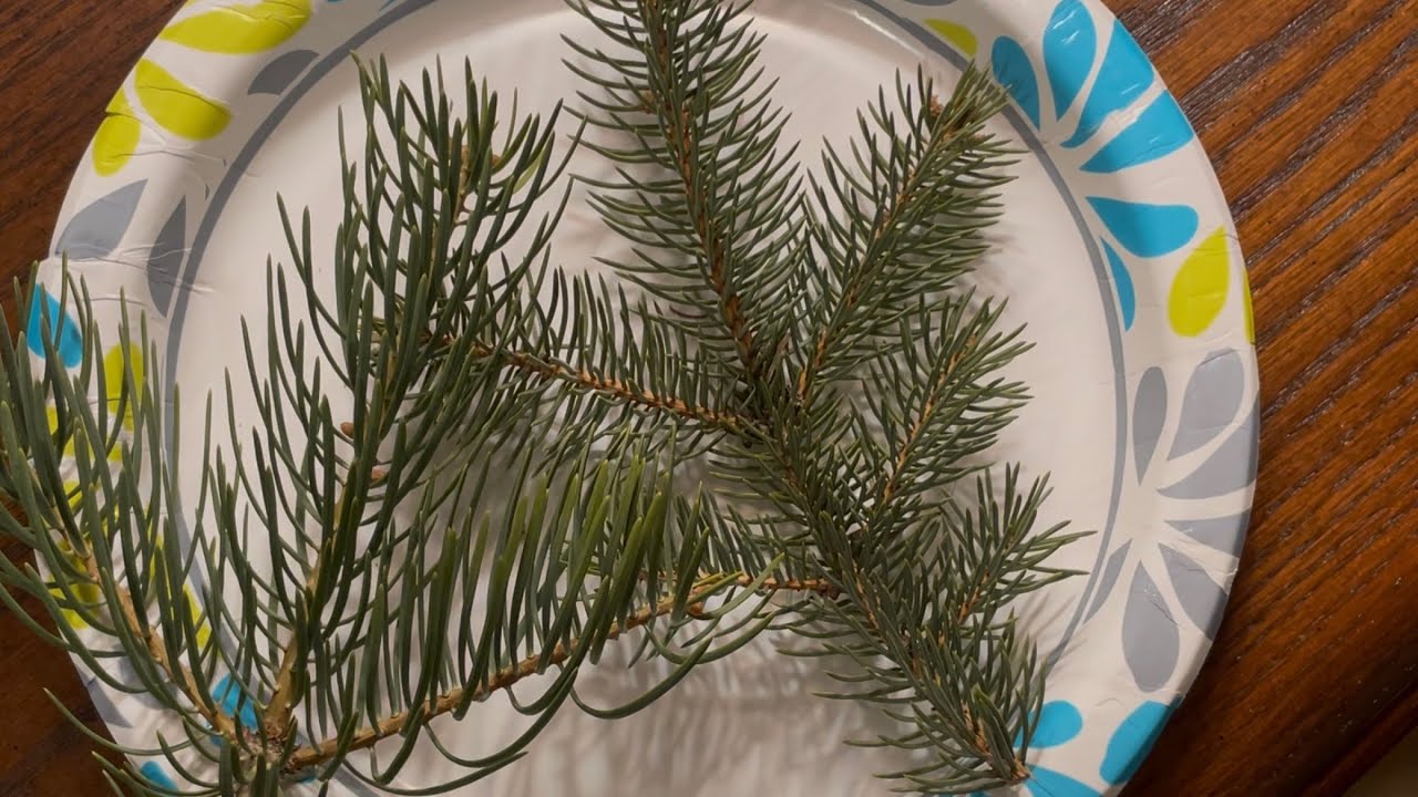 Compare Blue Spruce to Concolor fir