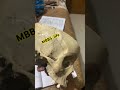 #medical #medicalstudent #skeleton #students #reading #trending #skull #funny