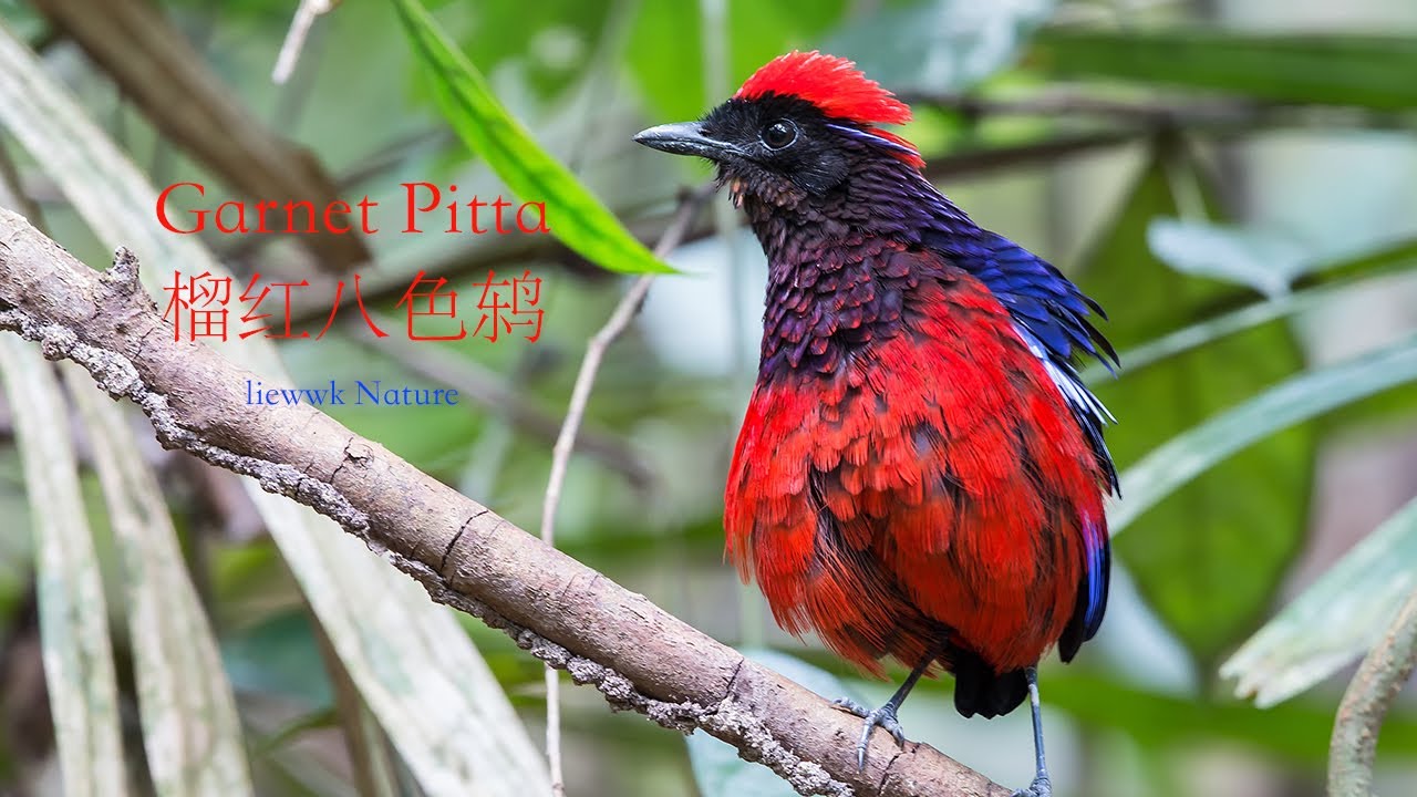Garnet Pitta Angry Mode 