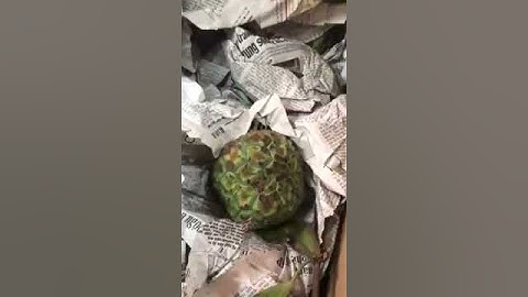 Cách ngâm na rừng chuẩn