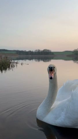 Она ждала, он прилетел. 🦢🤍🦢 #лебедь #swan #милоевидео #лебеди #мило #друг #love #swans #полетели