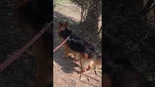 German shepherd dog 🐕 🍿 dialogue 🔥🔥 #bollywood #shorts #india #shortvideo #shortsfeed #pistenbully