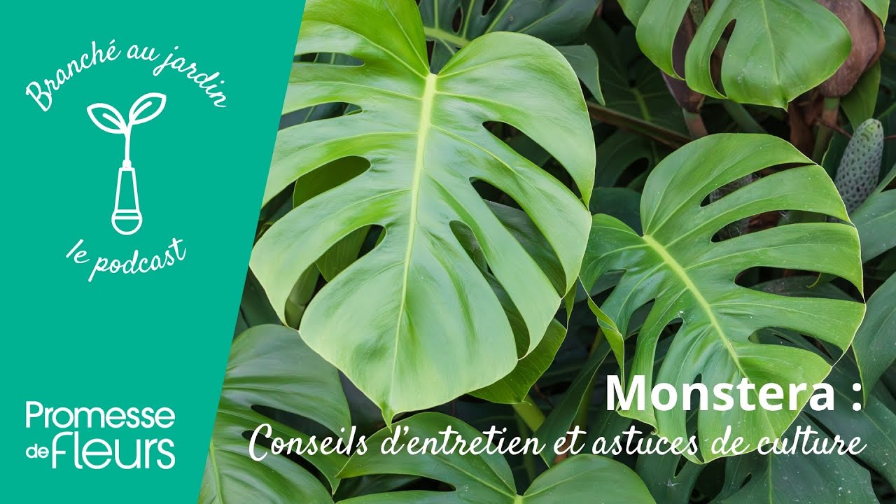 Podcast Branch au jardin : Monstera, conseils d'entretien et astuces de  culture