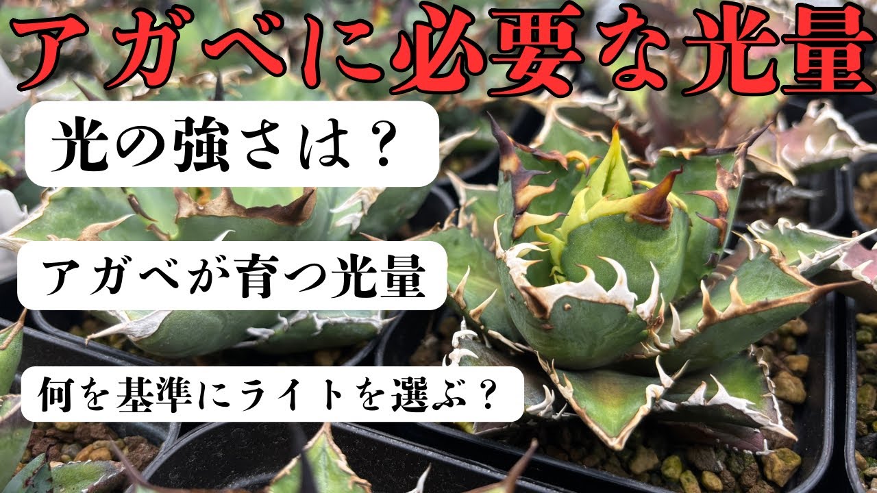 アガベ君 アガベの育成ライトを選ぶ時のスペックなどどこを見ればいい