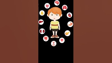 Internal Organs of the Human Body| Brain|Heart|Lungs|Kidneys|Liver #humanbody #brain #heart #english